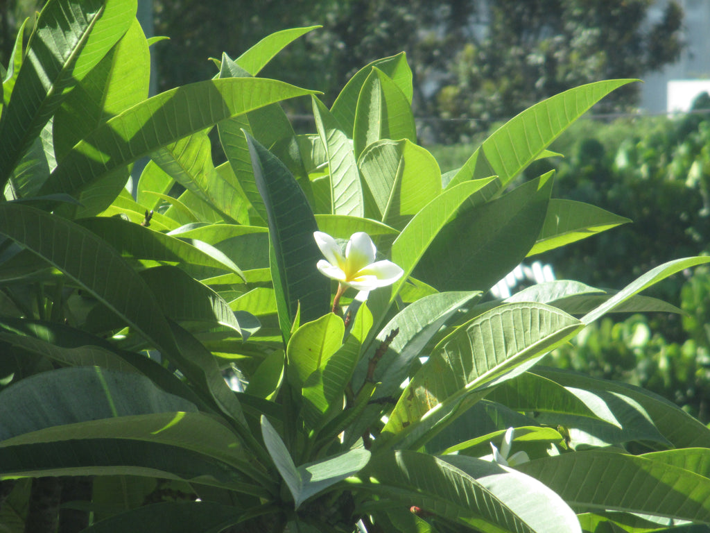 “Seren” – Canon IXUS 132 Silver | Y2K Aesthetic Digital Camera | Soft Pixel Diaries