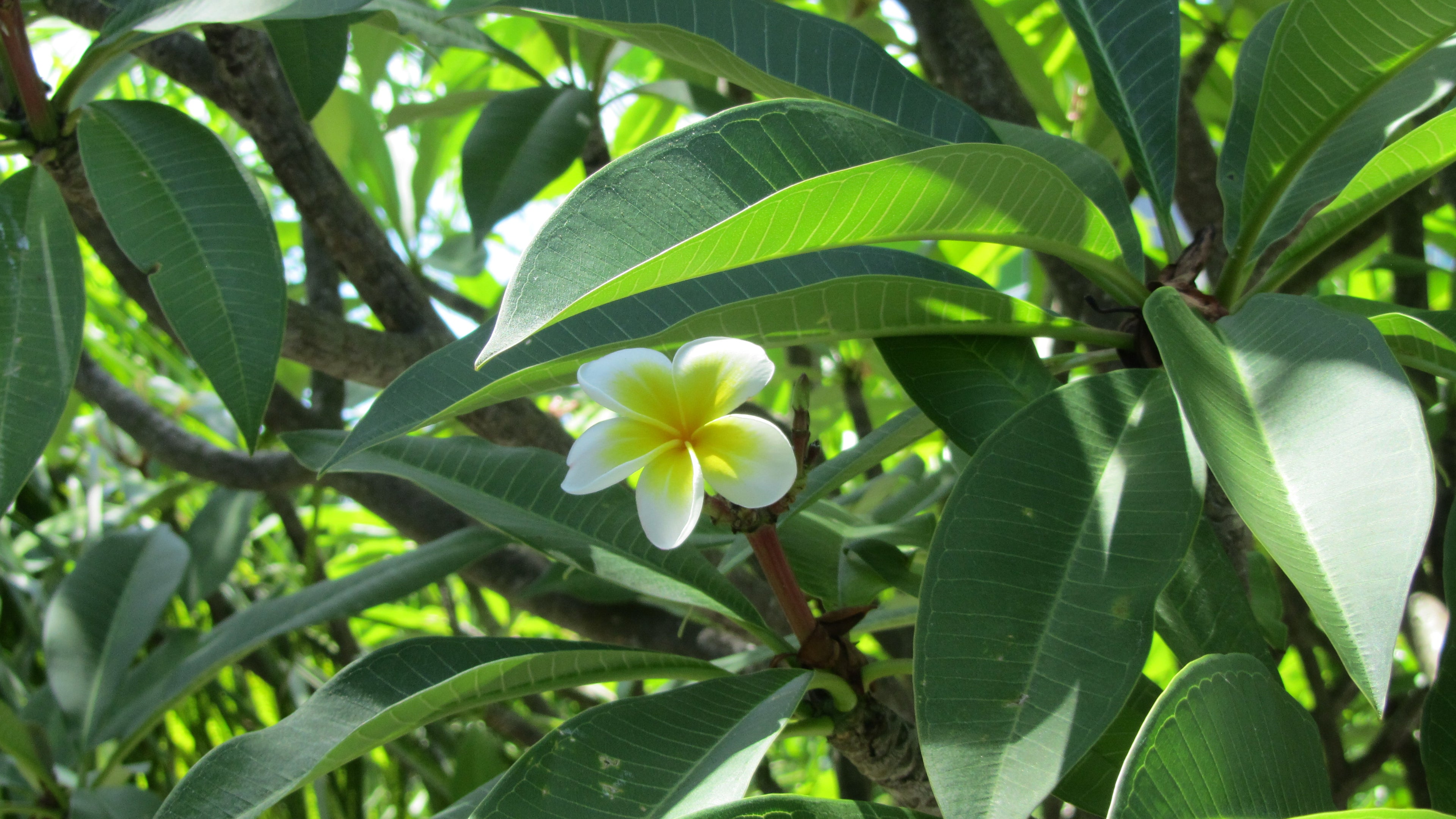 Noir – The Midnight Muse | Canon PowerShot SX210HS – Black