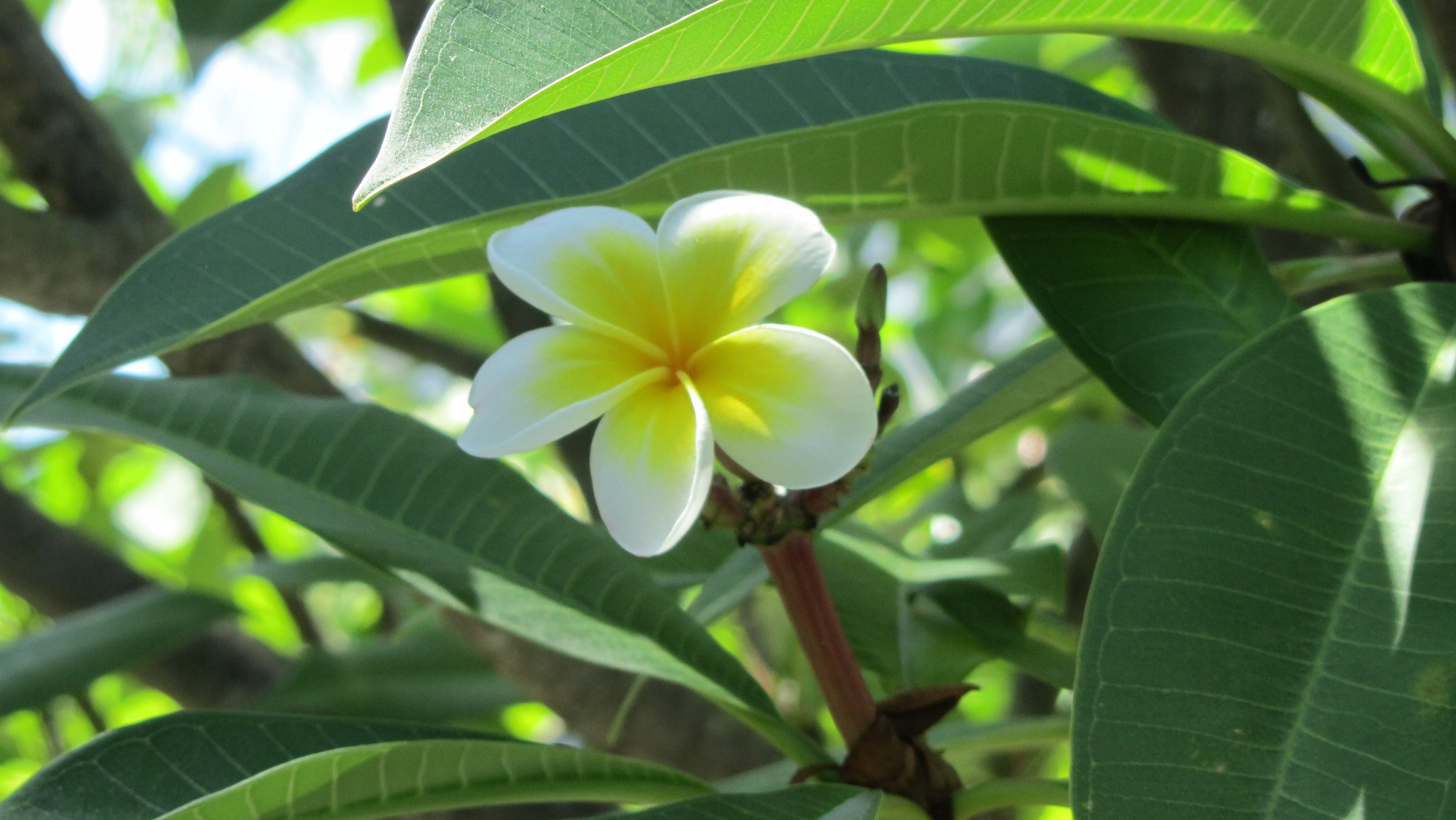 Noir – The Midnight Muse | Canon PowerShot SX210HS – Black