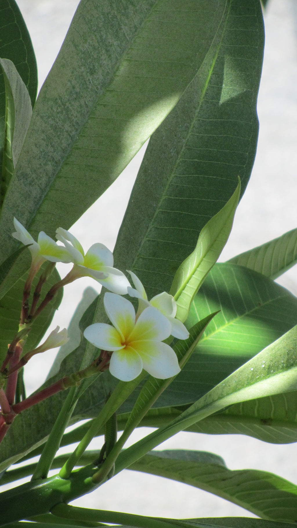 Noir – The Midnight Muse | Canon PowerShot SX210HS – Black